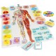 Joc educativ- Sa descoperim corpul uman, 61106